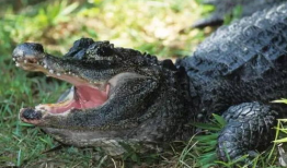 鳄鱼视频,揭秘神秘水下生物的生存智慧